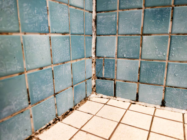 Best Residential Mold Inspection & Testing  in Wyndmoor, PA