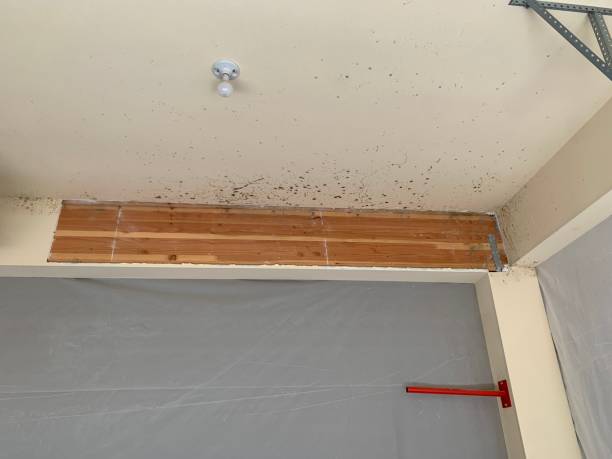 Best Mold Odor Removal Services  in Wyndmoor, PA