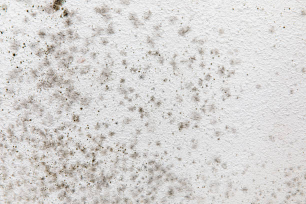 Best Air Quality Testing for Mold Spores  in Wyndmoor, PA